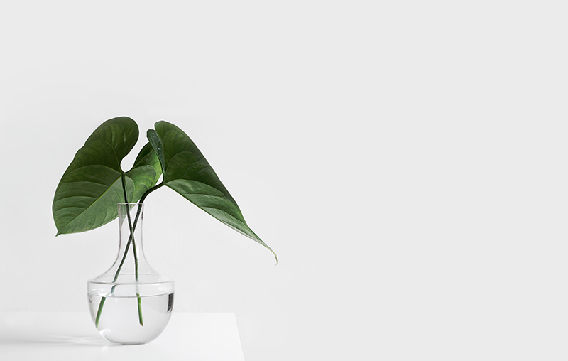 A transparent plant vase.